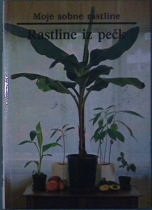 Moje sobne rastline / Rastline iz pečk